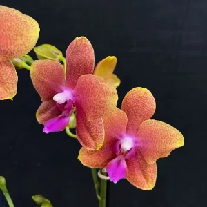 Phalaenopsis Bolgheri