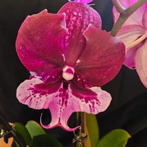 Phalaenopsis Hot Kiss