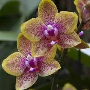 Phalaenopsis Brother Lawrence