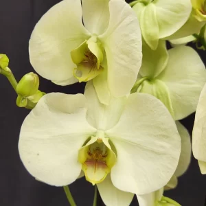 Phalaenopsis Lime Green