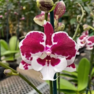 Phalaenopsis Untold Story