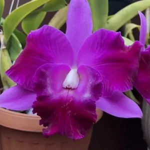 XXL Vanda