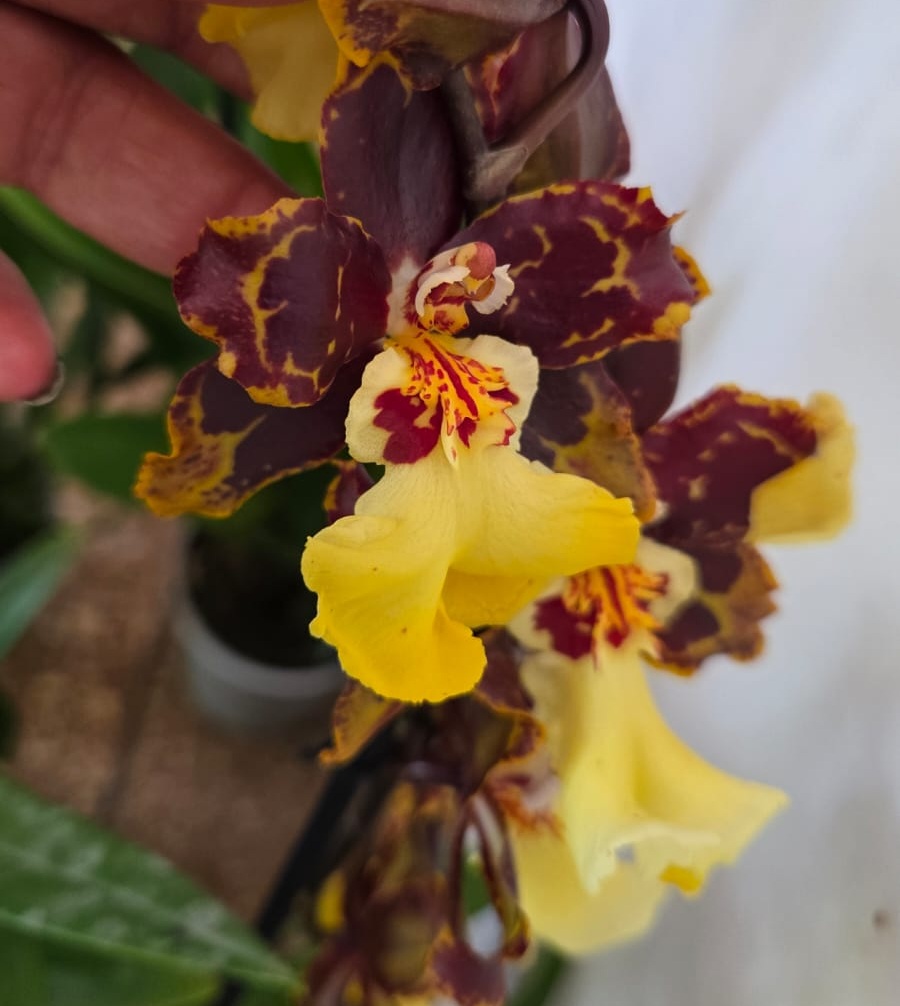 Orchids