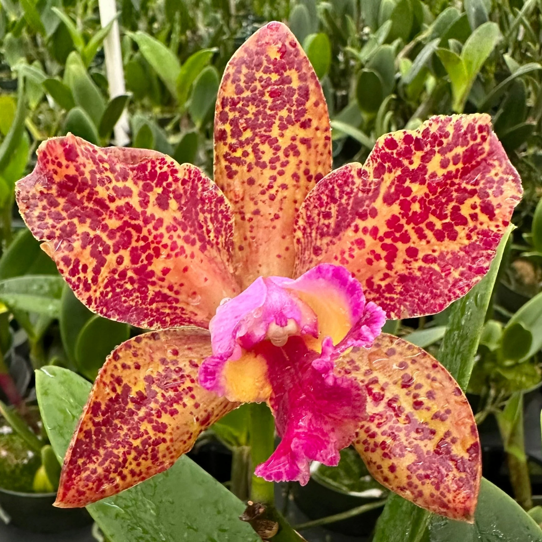 RLC Waianae Leopard 'Ching Hua' x C. Jennifer Margaret RLC Waianae Leopard 'Ching Hua' x C. Jennifer Margaret