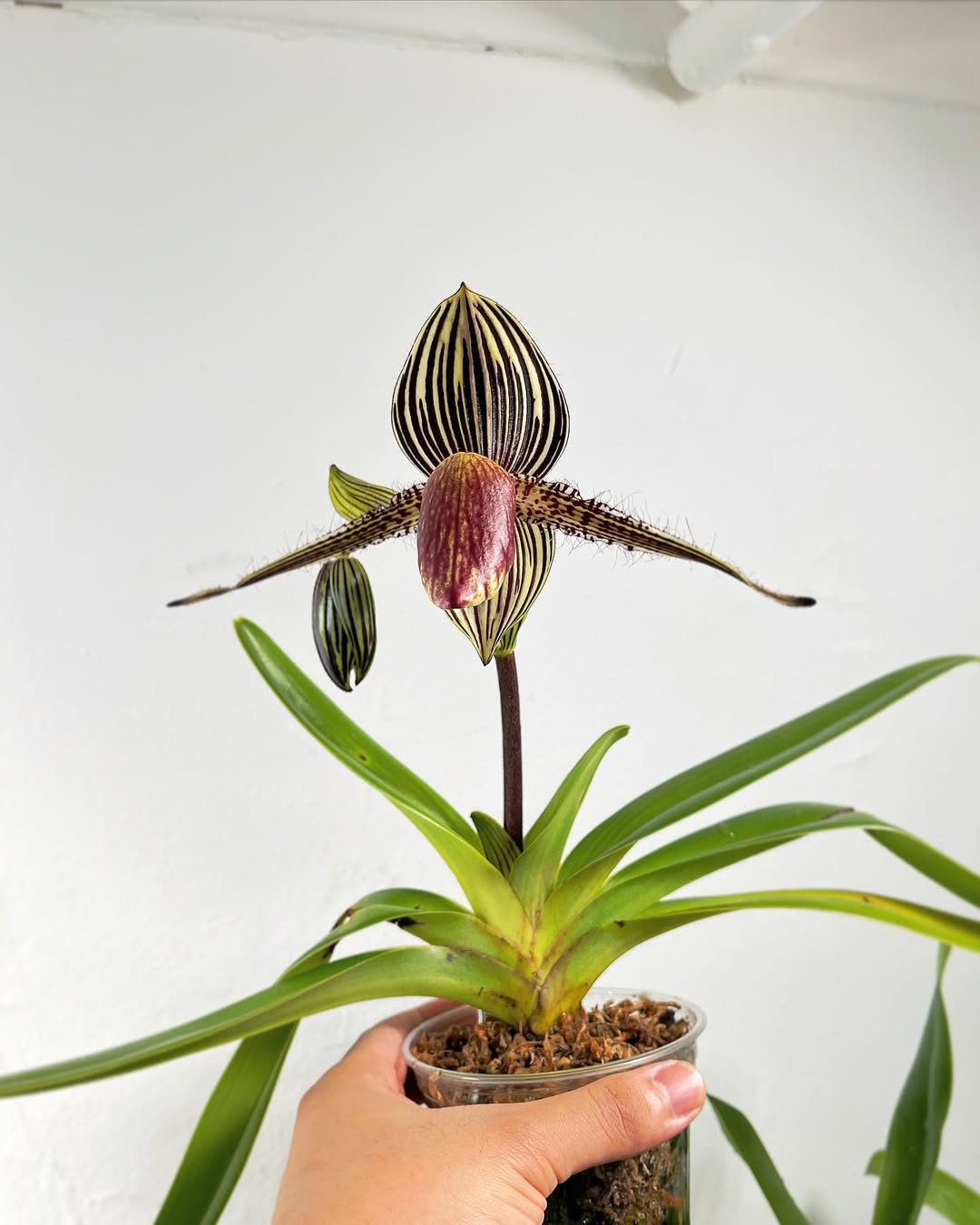 Paph. rothschildianum x sib 観葉植物 Paph. Rothschildianum 'R' x Sib - Orchidoholics254
